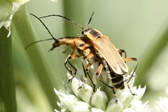 Chauliognathus marginatus
