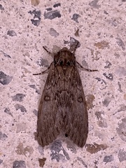 Noctuoidea