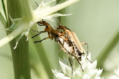 Chauliognathus marginatus