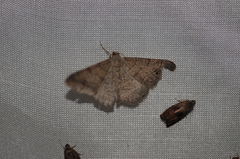 Digrammia muscariata