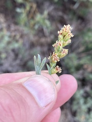 Artemisia michauxiana