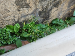 Rorippa indica