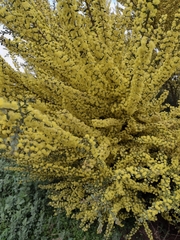 Acacia acinacea