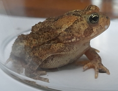 Anaxyrus americanus
