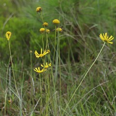 Balduina uniflora