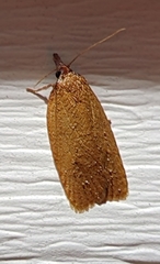 Sparganothis distincta