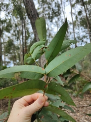 Angophora