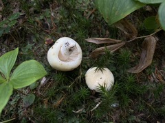 Russula crassotunicata