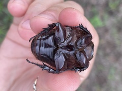 Strategus aloeus