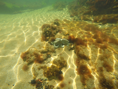 Coscinasterias muricata