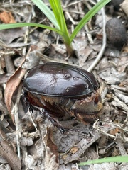 Strategus aloeus