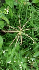 Dactyloctenium aegyptium