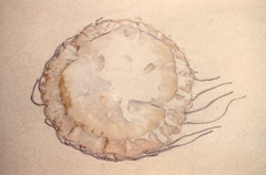 Chrysaora fuscescens