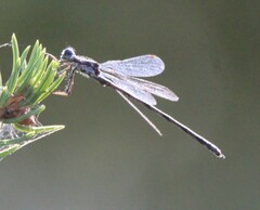 Lestes congener