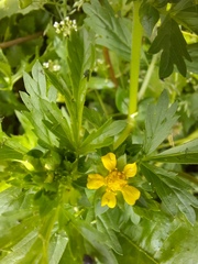 Potentilla paradoxa