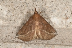 Phyprosopus callitrichoides