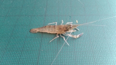 Macrobrachium lanchesteri