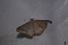 Digrammia muscariata