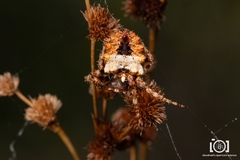 Acanthepeira
