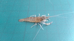 Macrobrachium lanchesteri