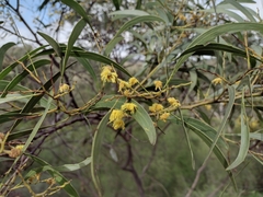 Acacia