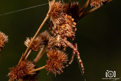 Acanthepeira