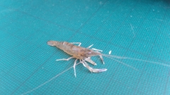 Macrobrachium lanchesteri