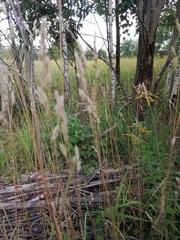 Phalaris arundinacea