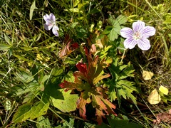 Geranium wlassovianum