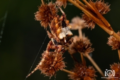 Acanthepeira