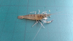 Macrobrachium lanchesteri