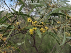 Acacia