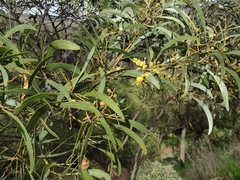 Acacia