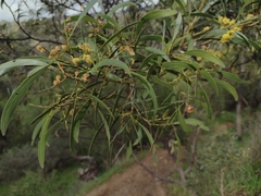 Acacia