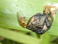 Thaumatomyia