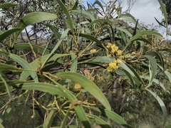 Acacia