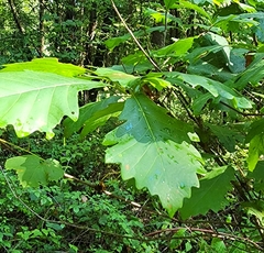Quercus bicolor