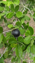 Diospyros texana