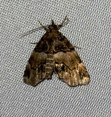 Cutina distincta