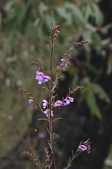 Prostanthera galbraithiae