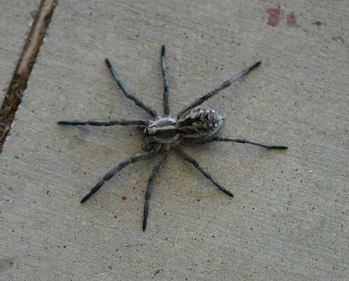 Carolina wolf spider