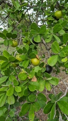 Diospyros texana