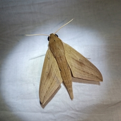 Theretra lucasii
