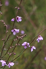 Prostanthera galbraithiae