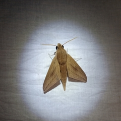 Theretra lucasii