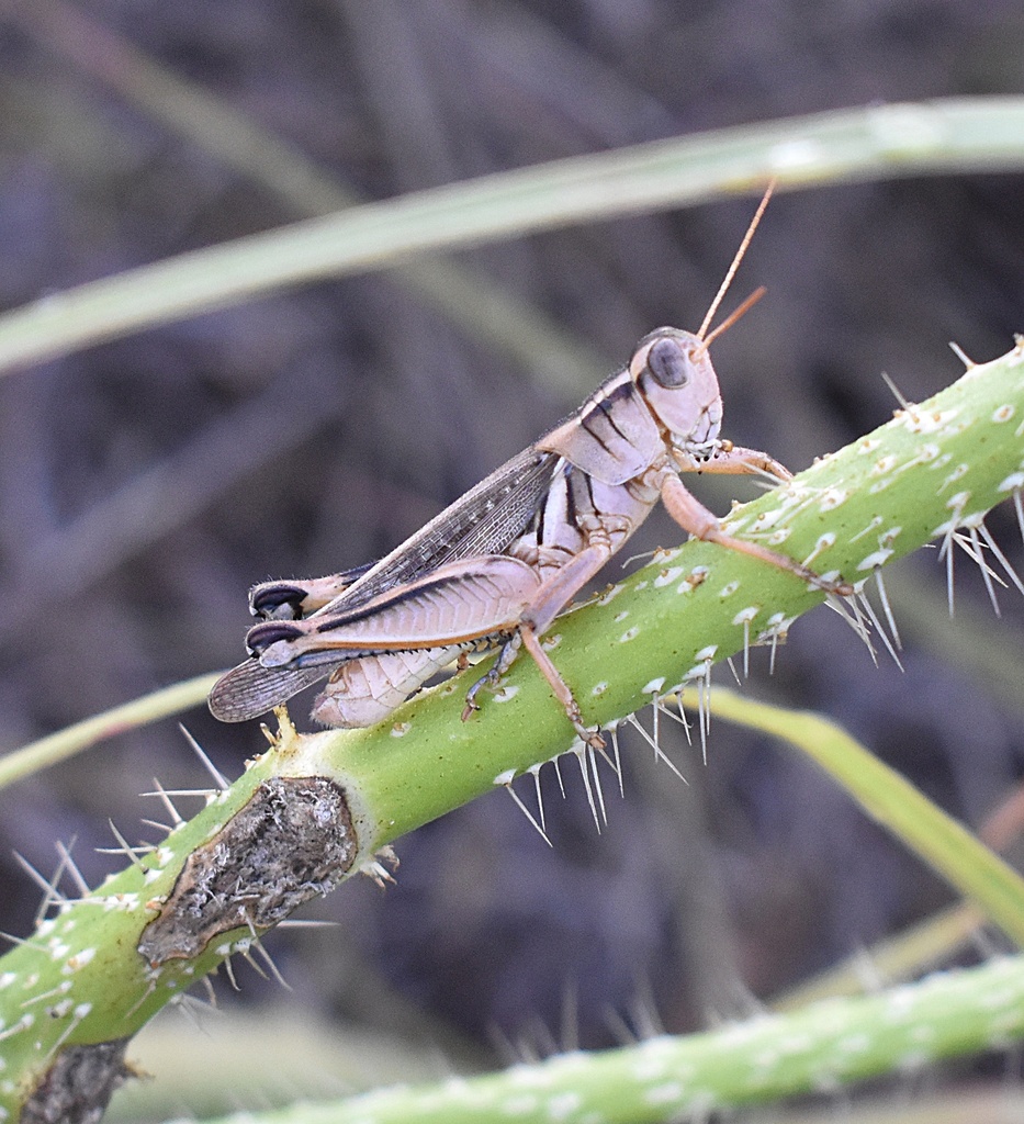 North American Spur-throated Grasshoppers from Somervell County, TX ...