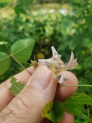 Amphicarpaea bracteata
