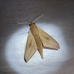 Theretra lucasii