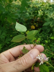 Amphicarpaea bracteata