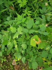 Amphicarpaea bracteata